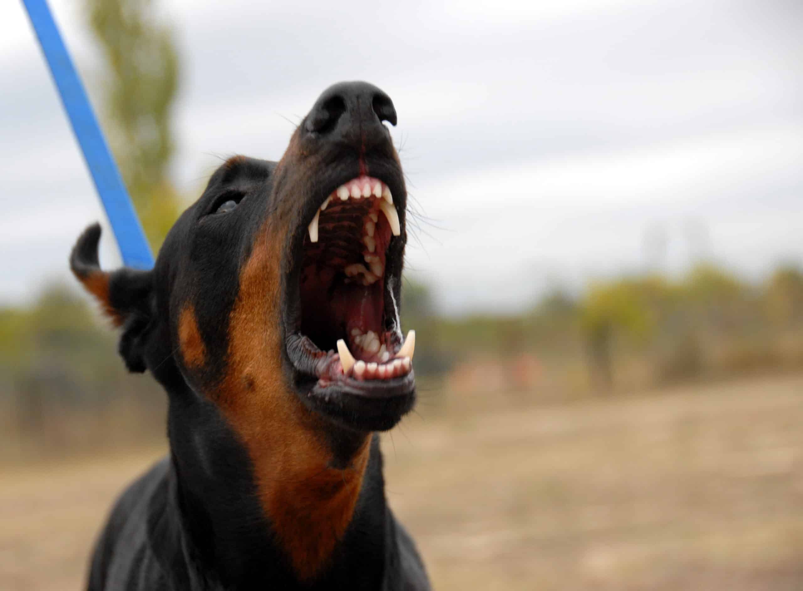 An aggressive looking dog to represent the dog bite cases taken on by Theodoros & Rooth, P.C.